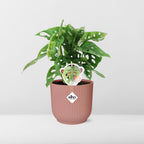 Detailfoto van Monstera ‘Monkey Leaf’ in ELHO Vibes Fold 14cm roze