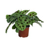 PROMO - Maranta Leuconeura Kerchoveana