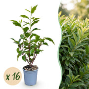 Portugese laurier Angustifolia