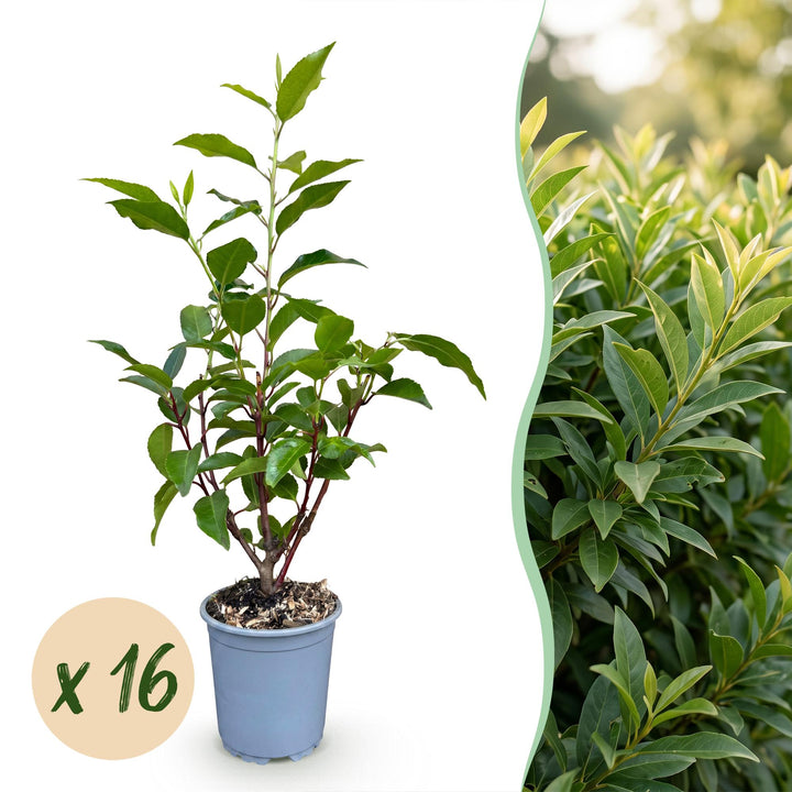 Portugese laurier Angustifolia