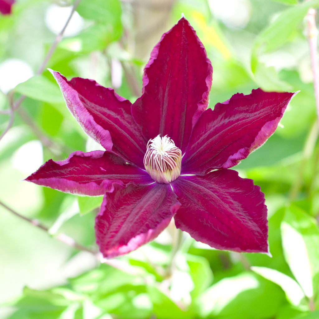 Clematis 'Rouge Cardinal' klimplant, rood, P9 pot, voor pergola en schutting