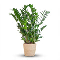 Zamioculcas Zamiifolia met Zeegras mand naturel, detail van het blad