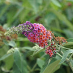 Buddleja davidii Flower Power, kenmerkend blad