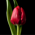 Tulpenbollen Ile de France – 20 Stuks Maat 11/12, plant in pot