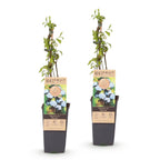 Bosbes Bluecrop, fruitgewas voor de tuin, kenmerkend blad