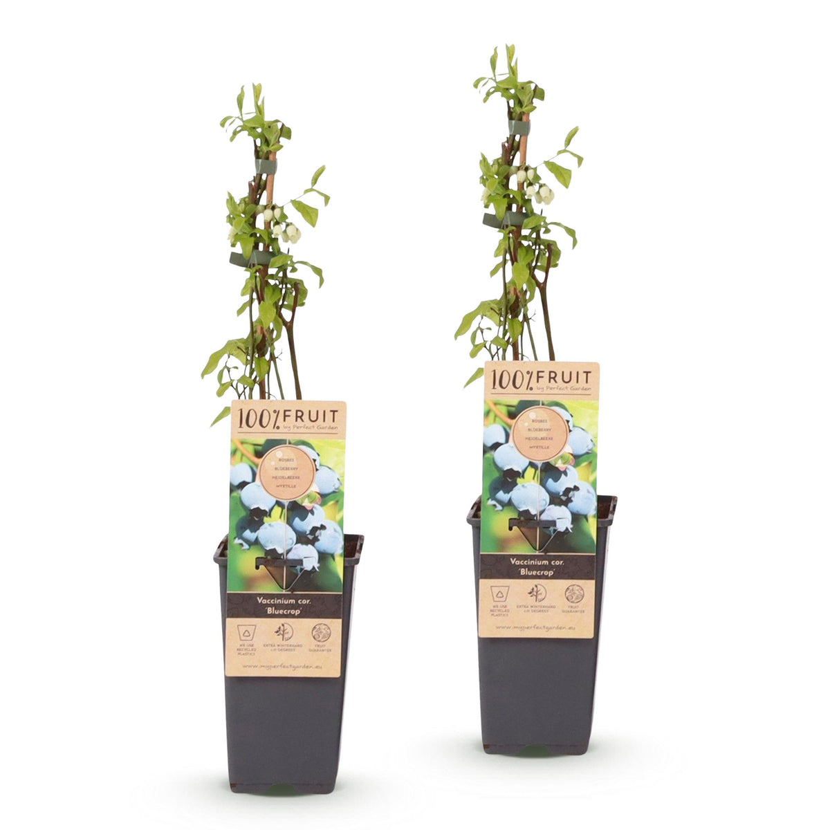 Bosbes Bluecrop, fruitgewas voor de tuin, kenmerkend blad