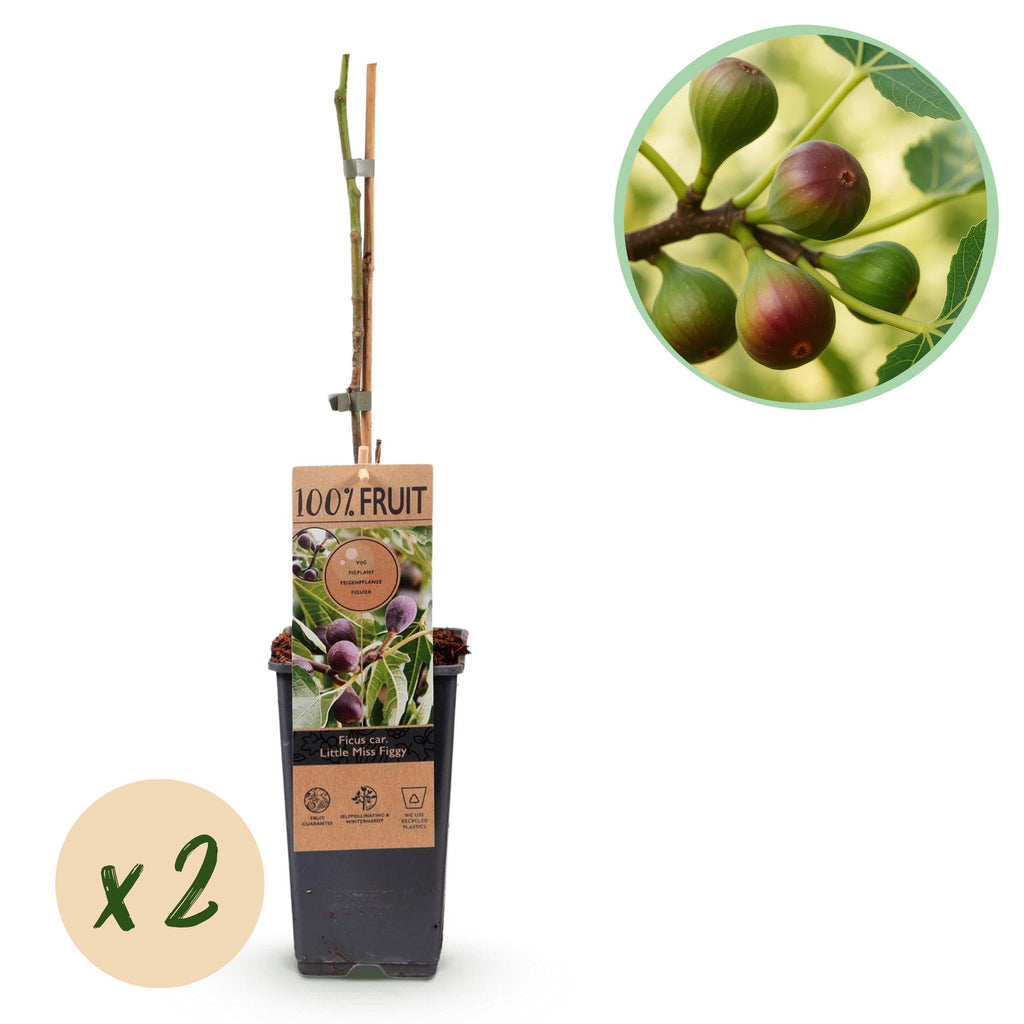 Productafbeelding van Pureplant