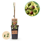 Productafbeelding van Pureplant