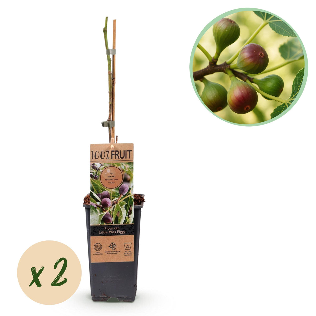Productafbeelding van Pureplant