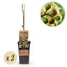 Ficus caria Little miss Figgy
