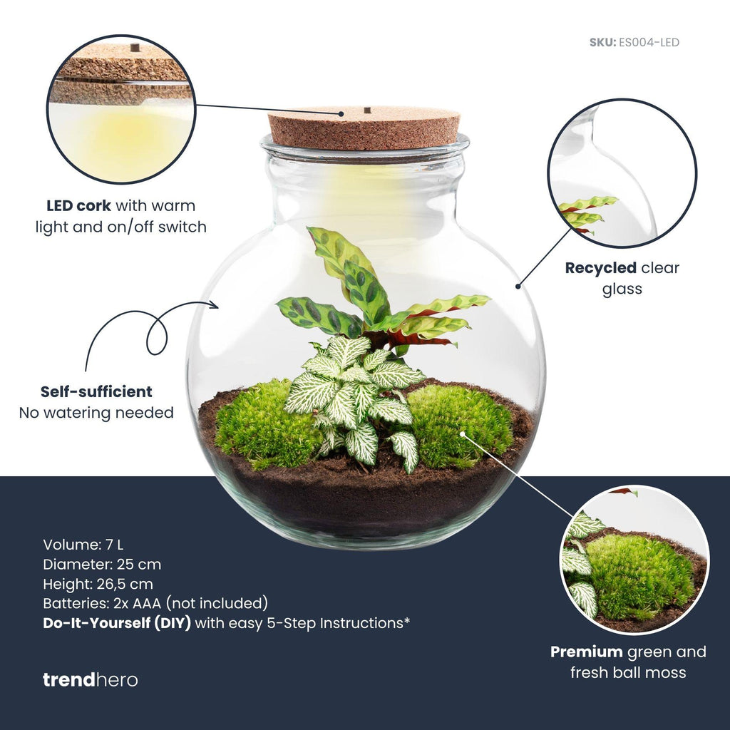 DIY Planten terrarium (met licht) - Teddy - Met ledkurk, plant in pot