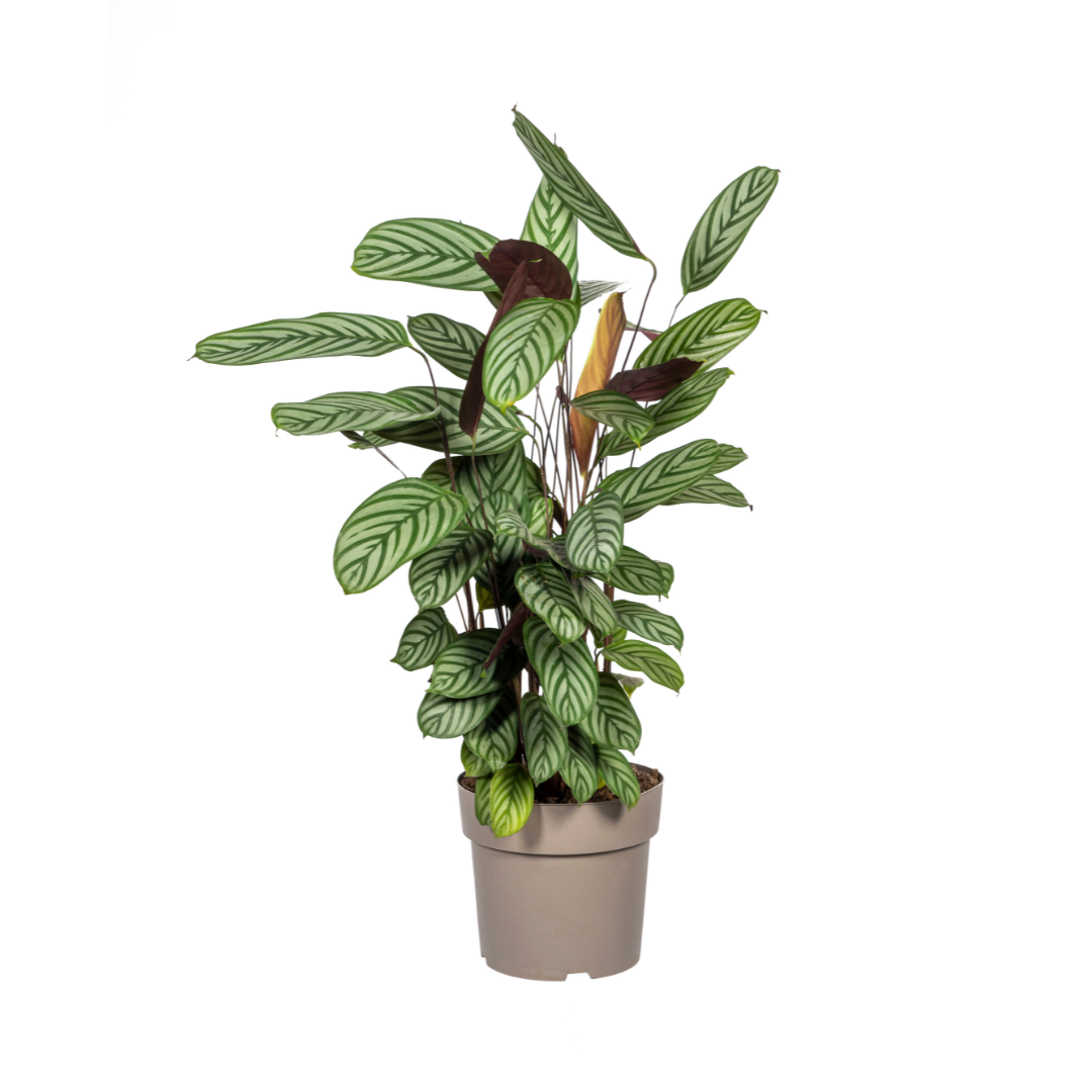 Calathea Oppenheimiana, groene bladeren