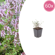 Thymus vulgaris