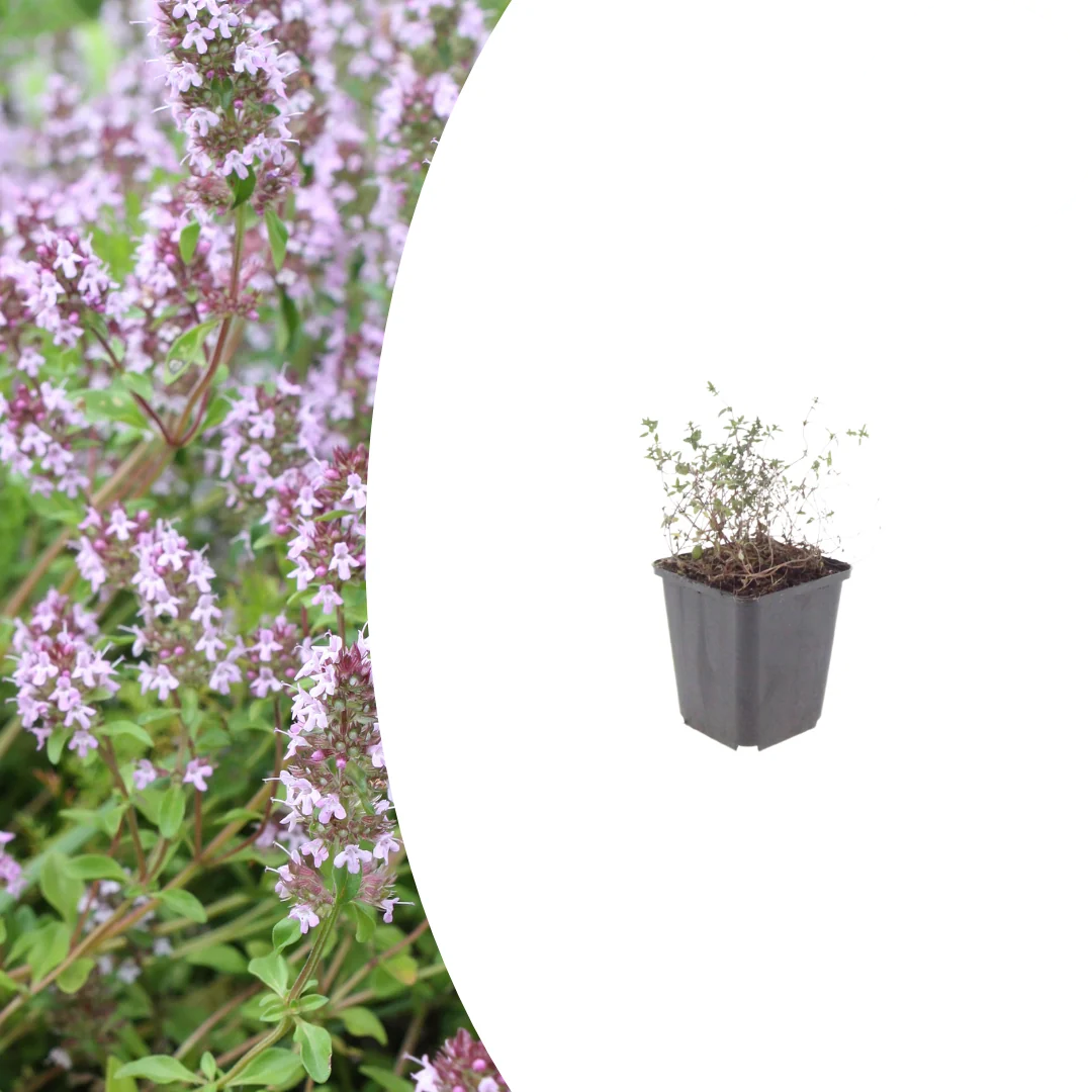 Thymus vulgaris, kenmerkend blad