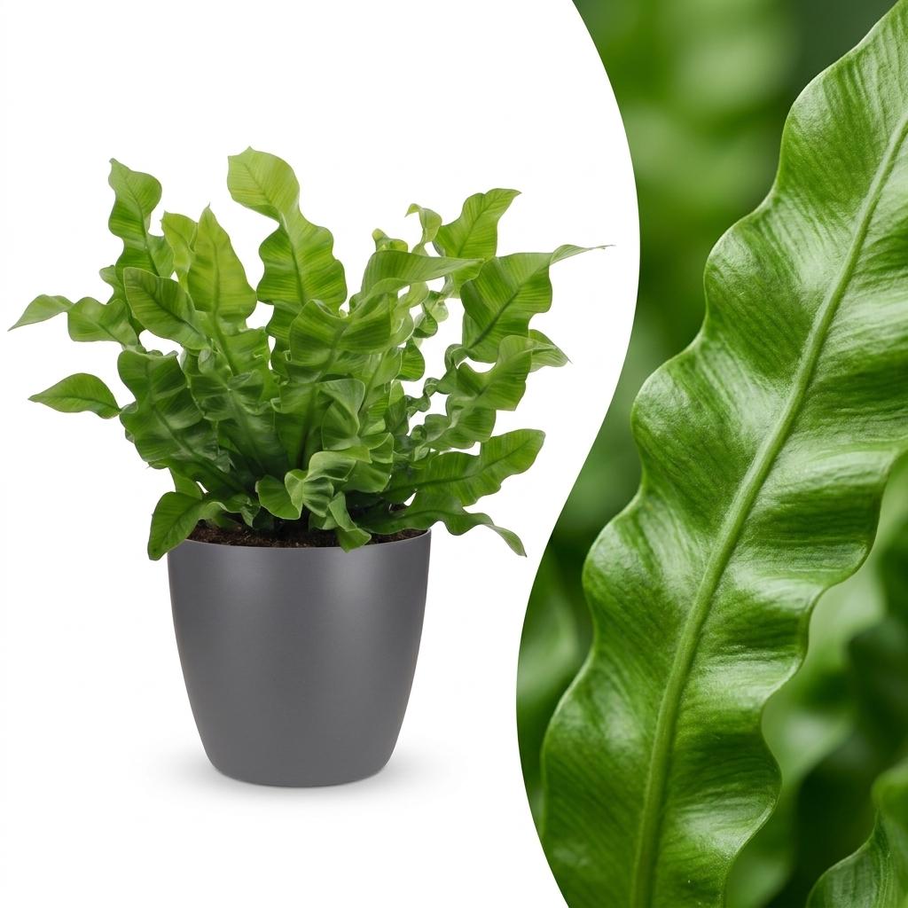 Asplenium Crispy Wave - met grijze pot, detail van het blad