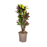 Codiaeum 'Croton' Iceton