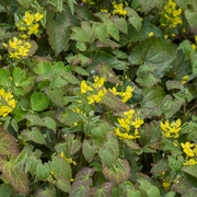 Epimedium perralc. &