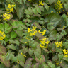 Epimedium perralc. 'Frohnleiten'