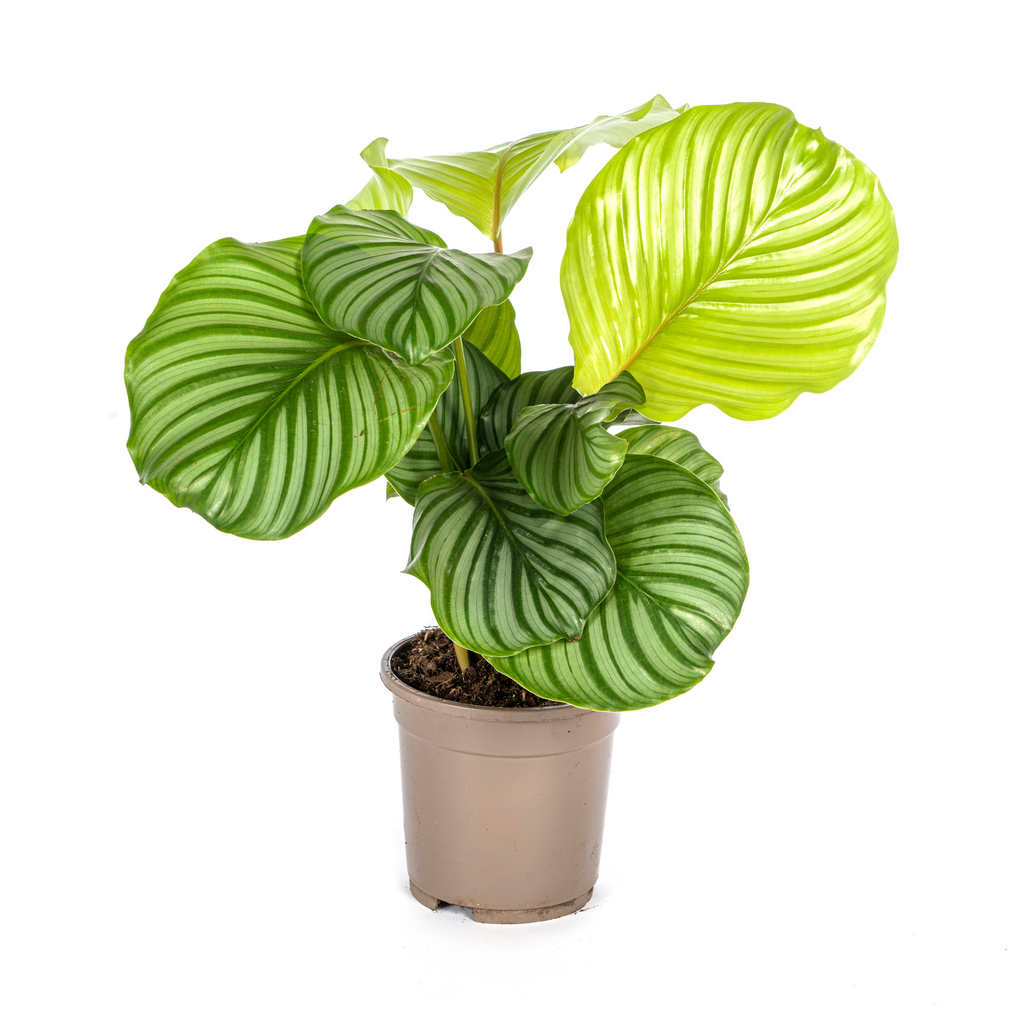 Calathea Orbifolia, plant in pot
