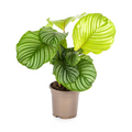 Calathea Orbifolia, plant in pot