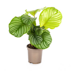 Calathea Orbifolia, plant in pot