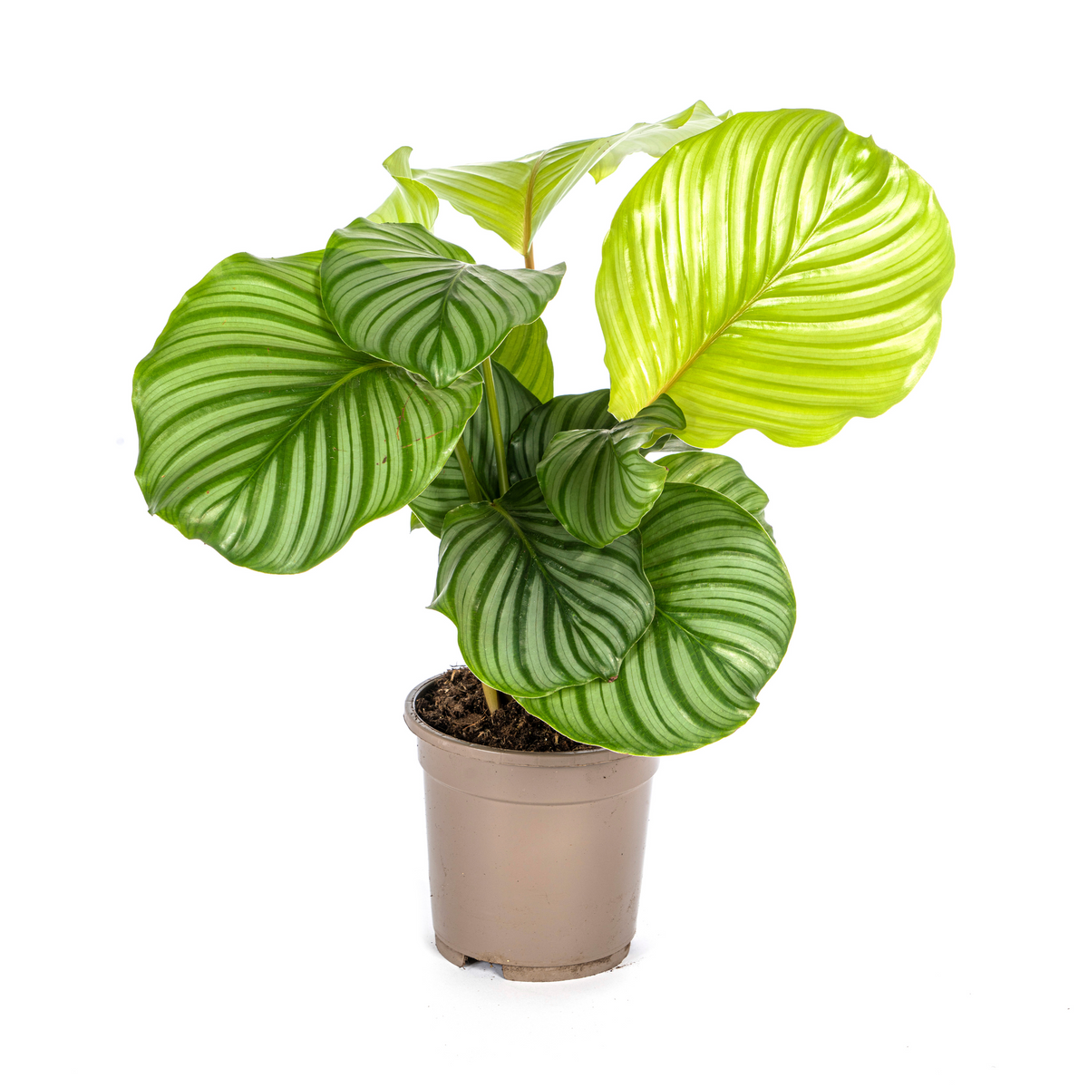 Calathea Orbifolia, plant in pot