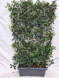 Glansmispel 'Red Robin' kant-en-klaar haag, 120x180 cm, plant in pot