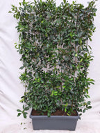 Glansmispel 'Red Robin' kant-en-klaar haag, 120x180 cm, plant in pot