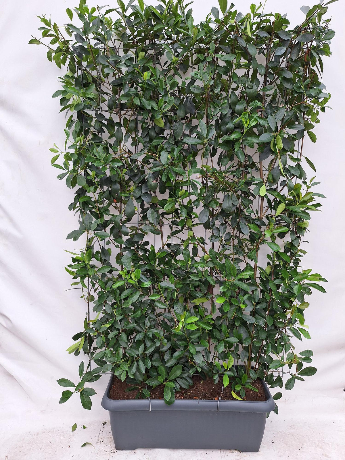 Glansmispel 'Red Robin' kant-en-klaar haag, 120x180 cm, plant in pot