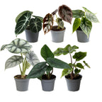 6x Baby Alocasia Familie - Rood - Groen - Zwart - Zilver - Grijs - Tropisch - Ø6cm - ↕12cm, detail van het blad
