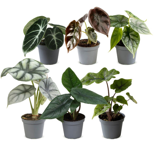 6x Baby Alocasia Familie - Rood - Groen - Zwart - Zilver - Grijs - Tropisch - Ø6cm - ↕12cm, detail van het blad