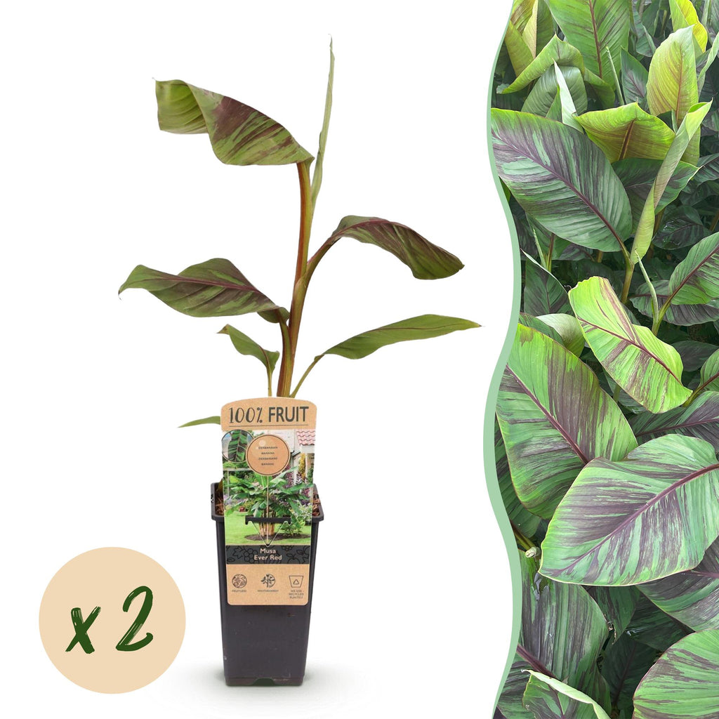 Productafbeelding van Pureplant