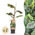 Productafbeelding van Pureplant