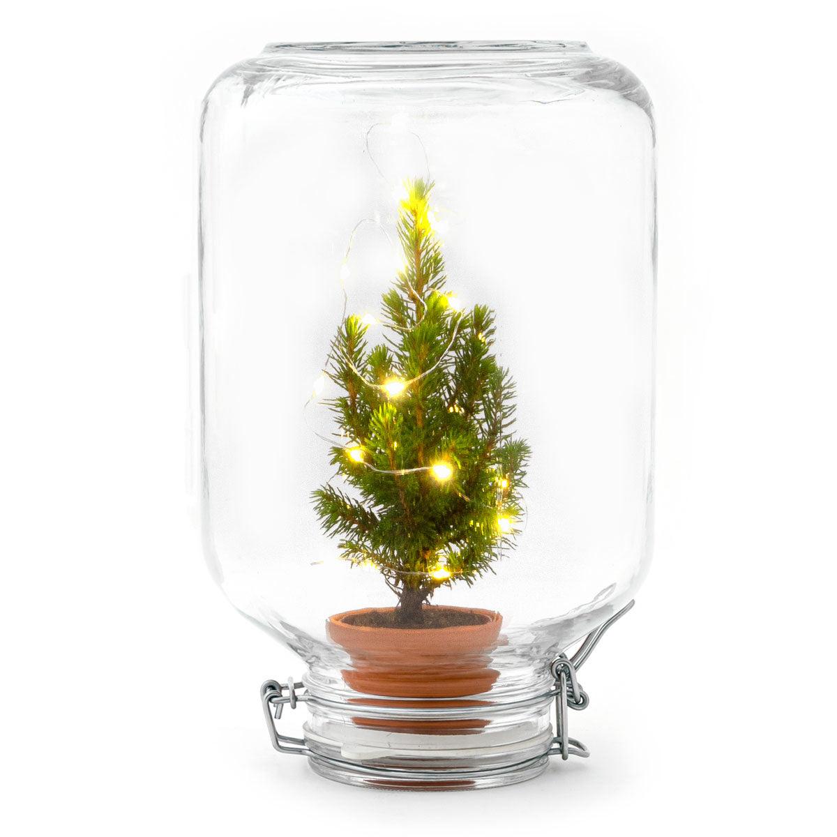 Detailfoto van Easyplant - Christmas - Kerst decoratie