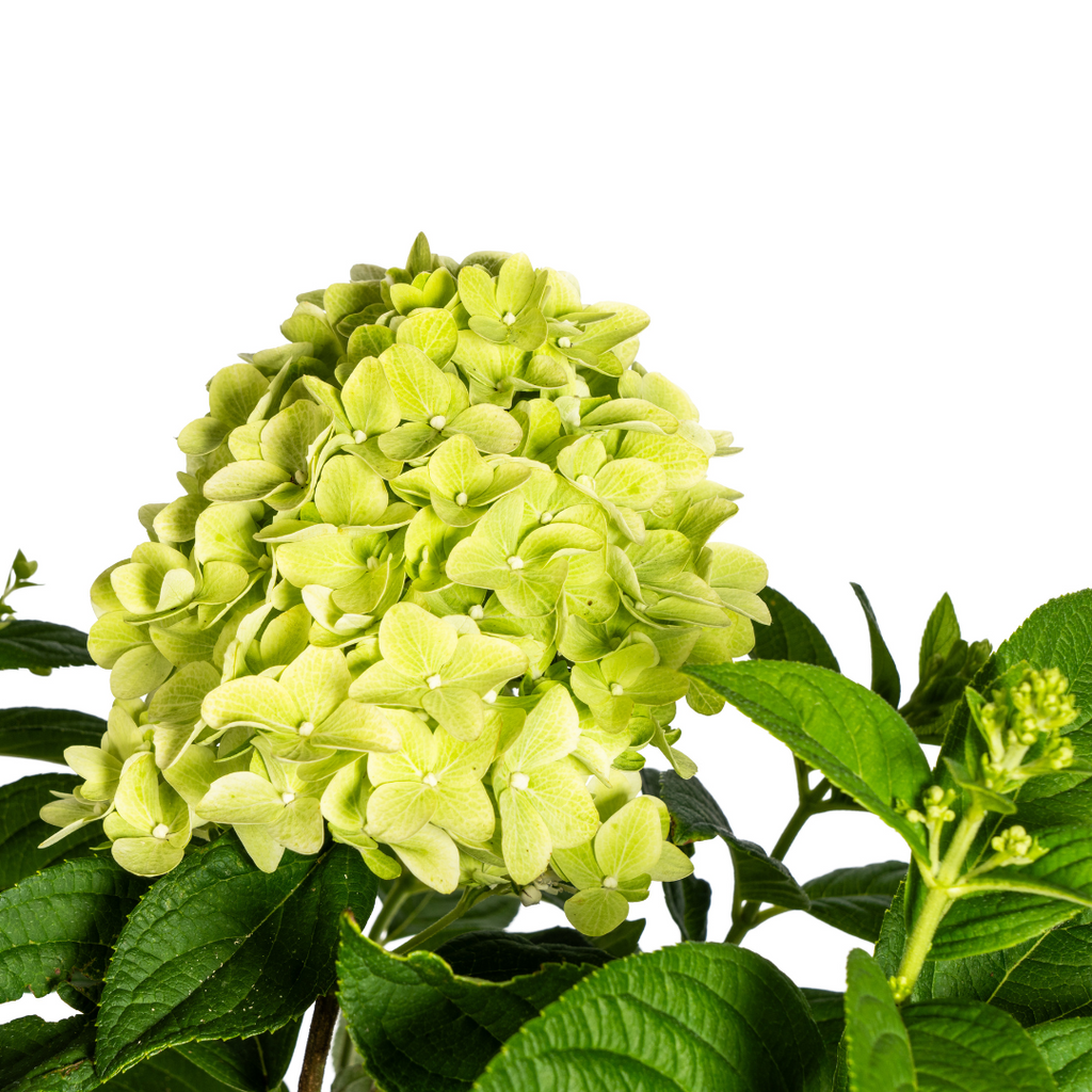 Hydrangea Paniculata Limelight, kenmerkend blad