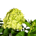 Hydrangea Paniculata Limelight, kenmerkend blad