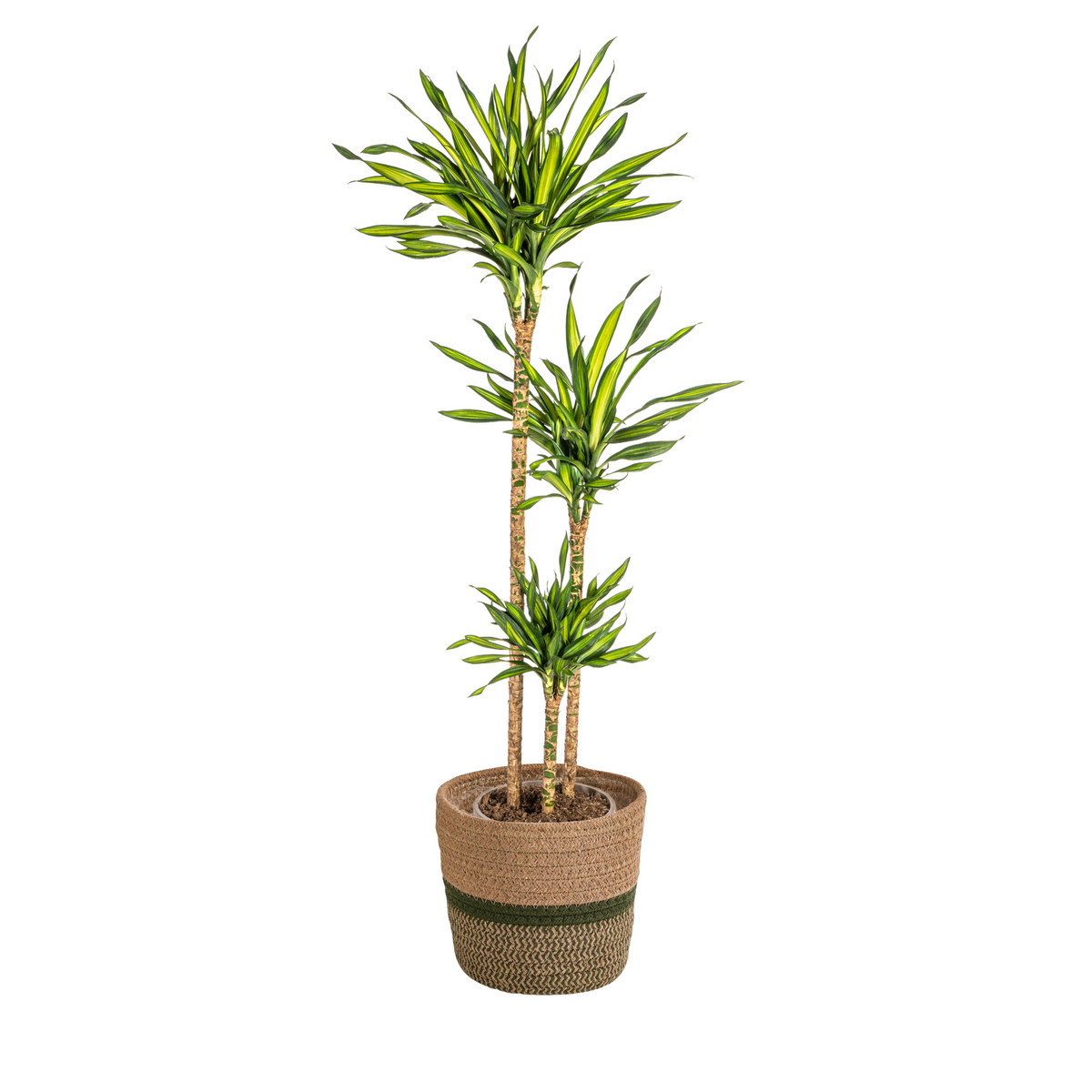Dracaena Deremensis Rikki met mand, plant in pot