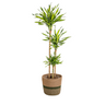 Dracaena Deremensis Rikki met mand