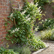 Fallopia aubertii - bruidssluier - set van 4 - Ø9 cm