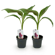 Bananenplant Musa sikkimensis Red Tiger, 30 cm hoog