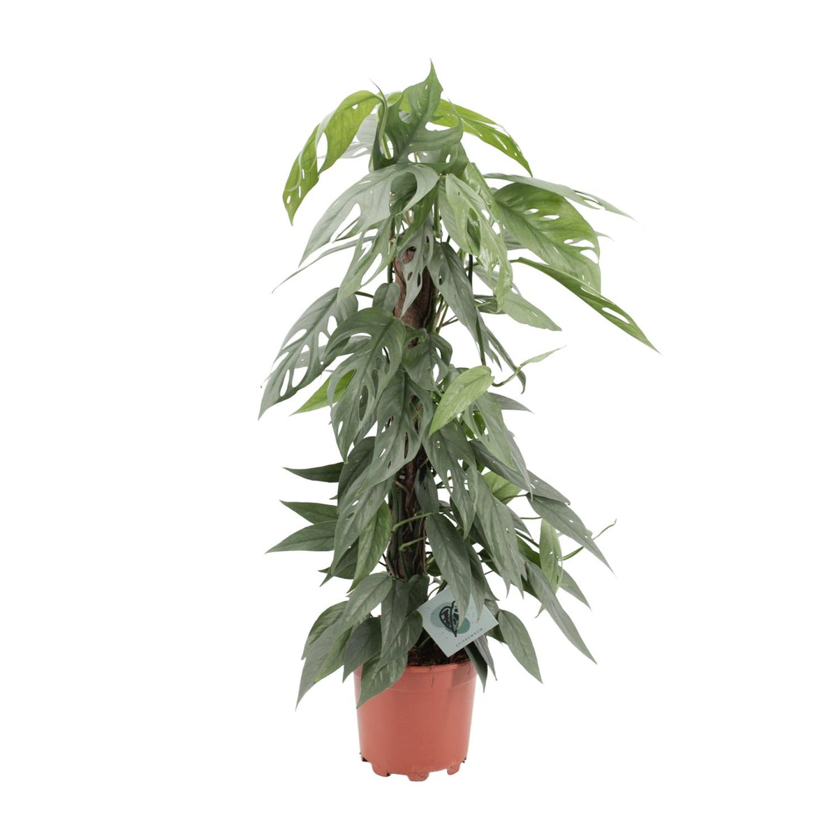 Productfoto van Epipremnum Pinnatum Cebu Blue