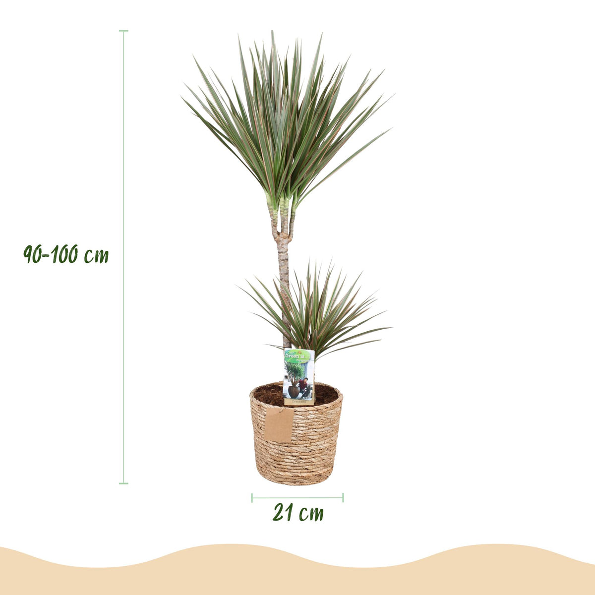 Dracaena Marginata Bicolor, kenmerkend blad