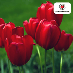Tulpenbollen Seadov – 20 Stuks Maat 11/12, detail van het blad