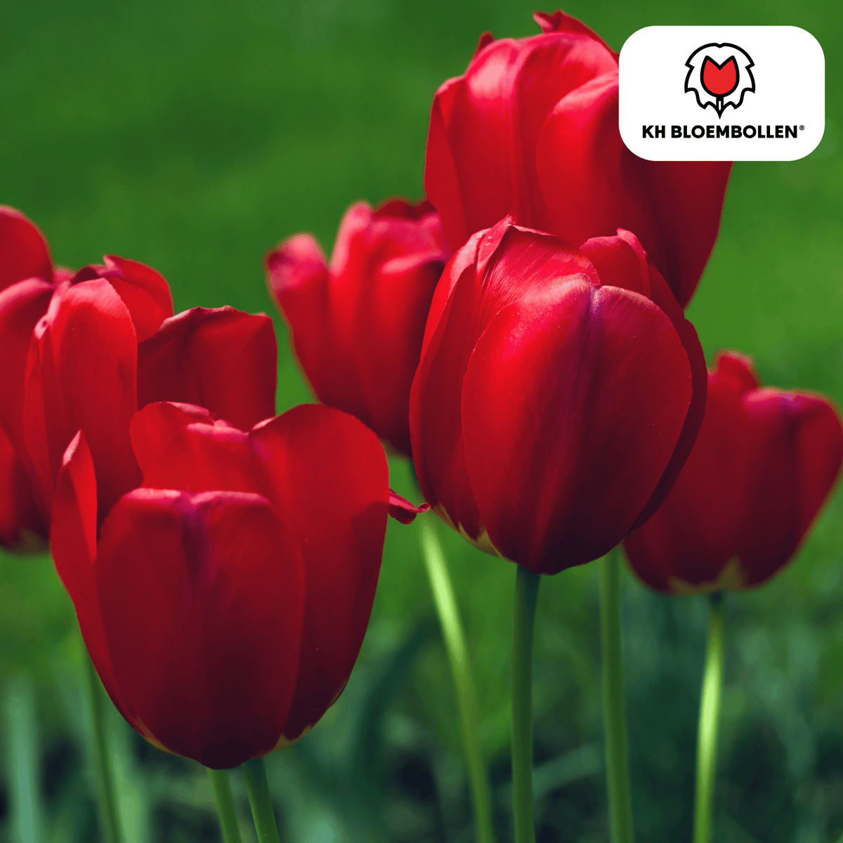 Tulpenbollen Seadov – 20 Stuks Maat 11/12, detail van het blad