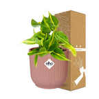 Detailfoto van Philodendron Scandens ‘Brasil’ in ELHO Vibes Fold 14cm roze