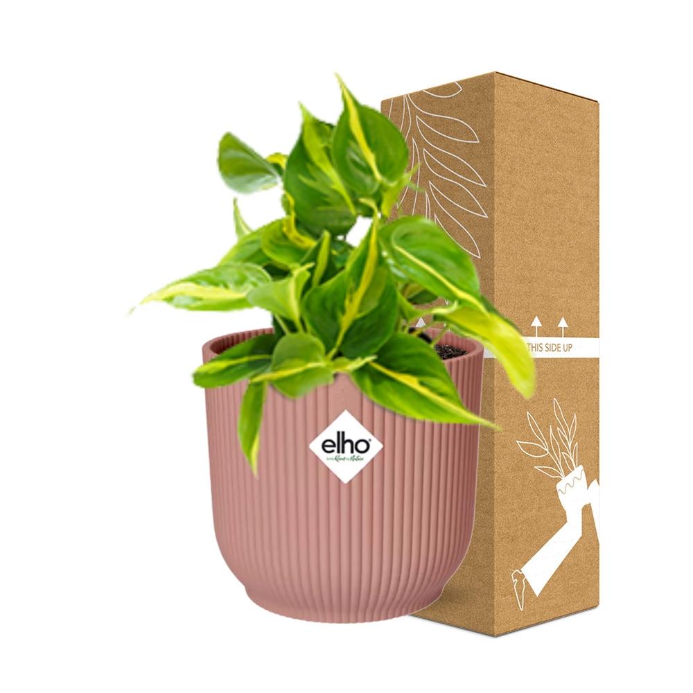 Detailfoto van Philodendron Scandens ‘Brasil’ in ELHO Vibes Fold 14cm roze