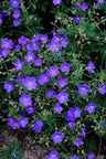 24x Geranium 'Johnson's Blue'
