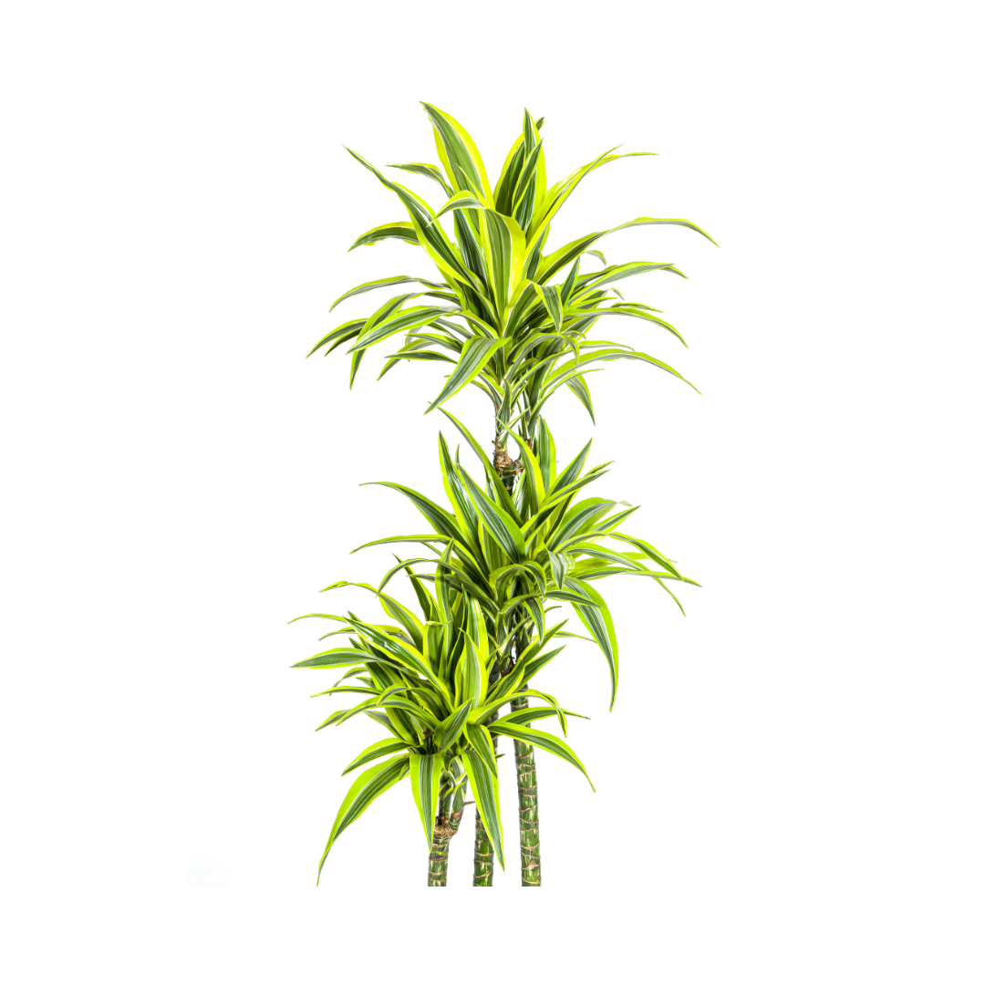 Dracaena Deremensis Lemon Lime, kenmerkend blad