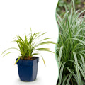 Carex morrowii 'Ice Dance', Japanse zegge, crème-groen, gezonde plant