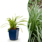 Carex morrowii 'Ice Dance', Japanse zegge, crème-groen, gezonde plant
